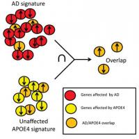 Schematic of the overlapping changes in brain gene expression seen either in unaffected brain tissue at high risk for Alzheimer's, when compared to the changes seen in full blown Alzheimer's disease.